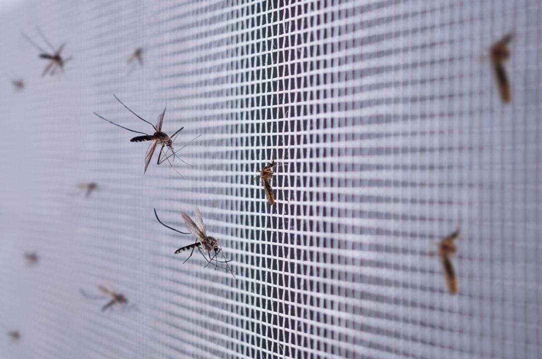 Doenças transmitidas por mosquitos vão disparar até 2080