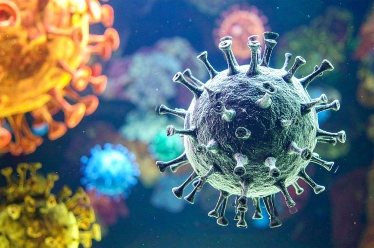 Dois vírus de origem animal entram no radar de pandemias