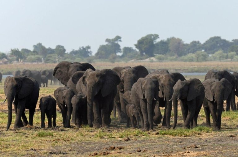 Elefantes preveem terremoto e protegem filhotes - Veja vídeo!