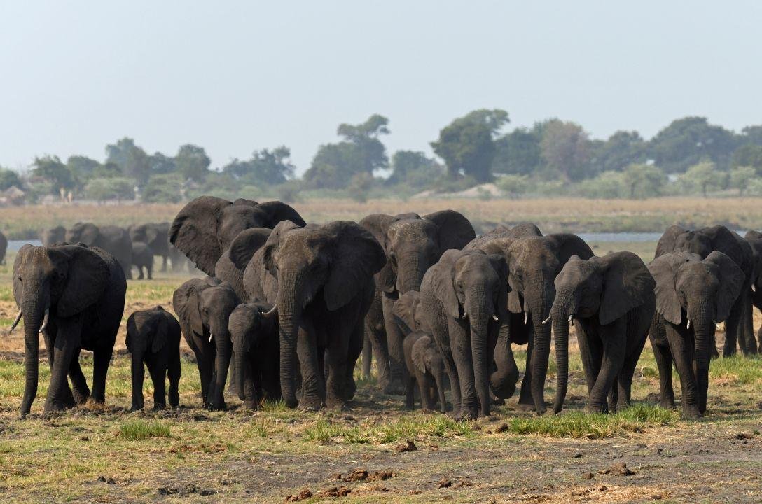 Elefantes preveem terremoto e protegem filhotes - Veja vídeo!