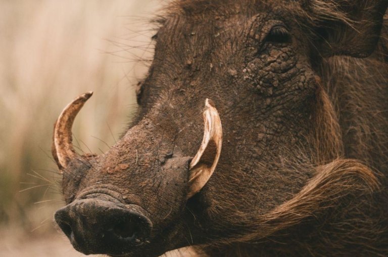 Entenda como o javali virou uma ameaça gigante no Brasil