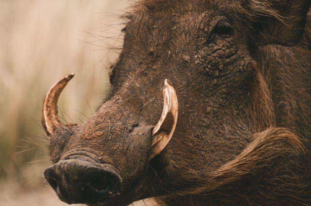 Entenda como o javali virou uma ameaça gigante no Brasil