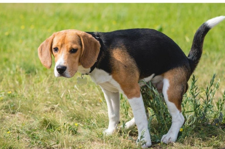 Entenda por que os cães adoram rolar em cocô. O motivo poderá te surpreender