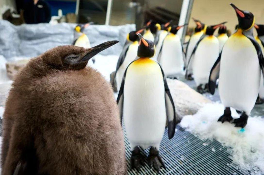 Este é Pesto, o atrapalhado bebê pinguim gigante que conquistou a internet
