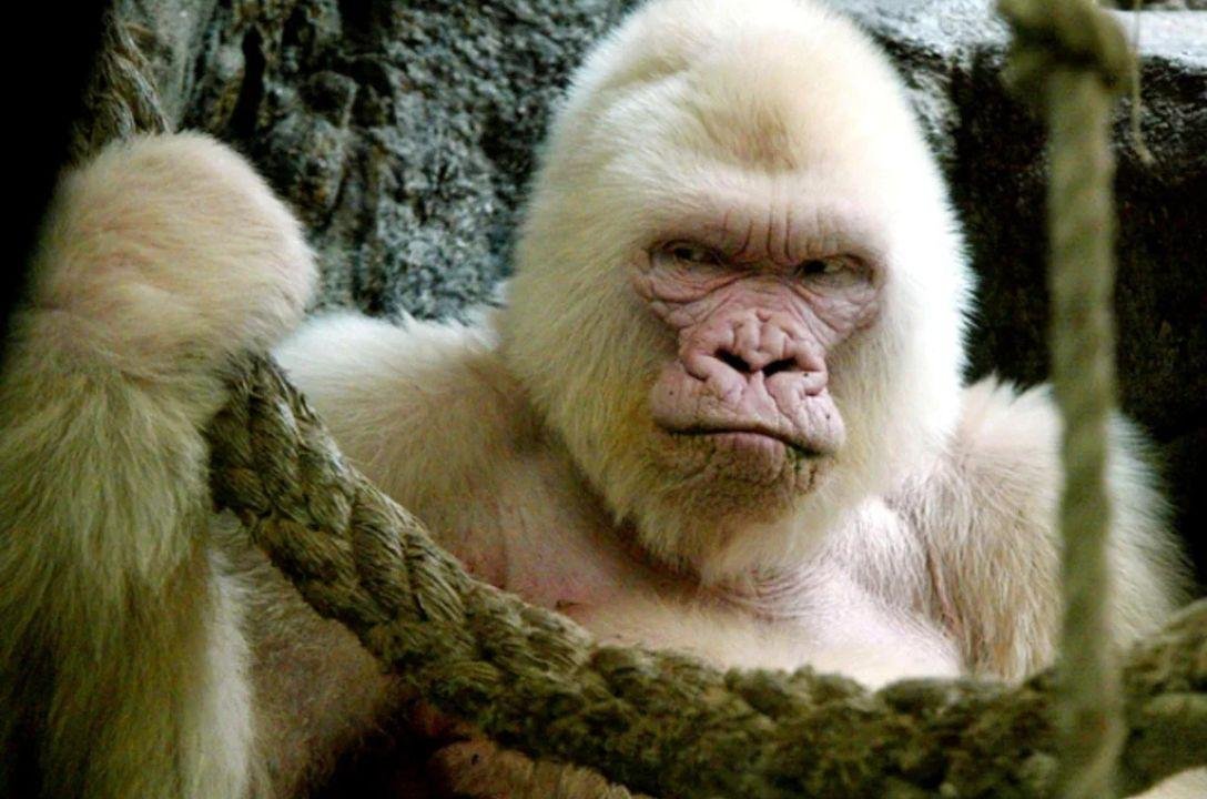 Este era Snowflake - O único gorila albino da história