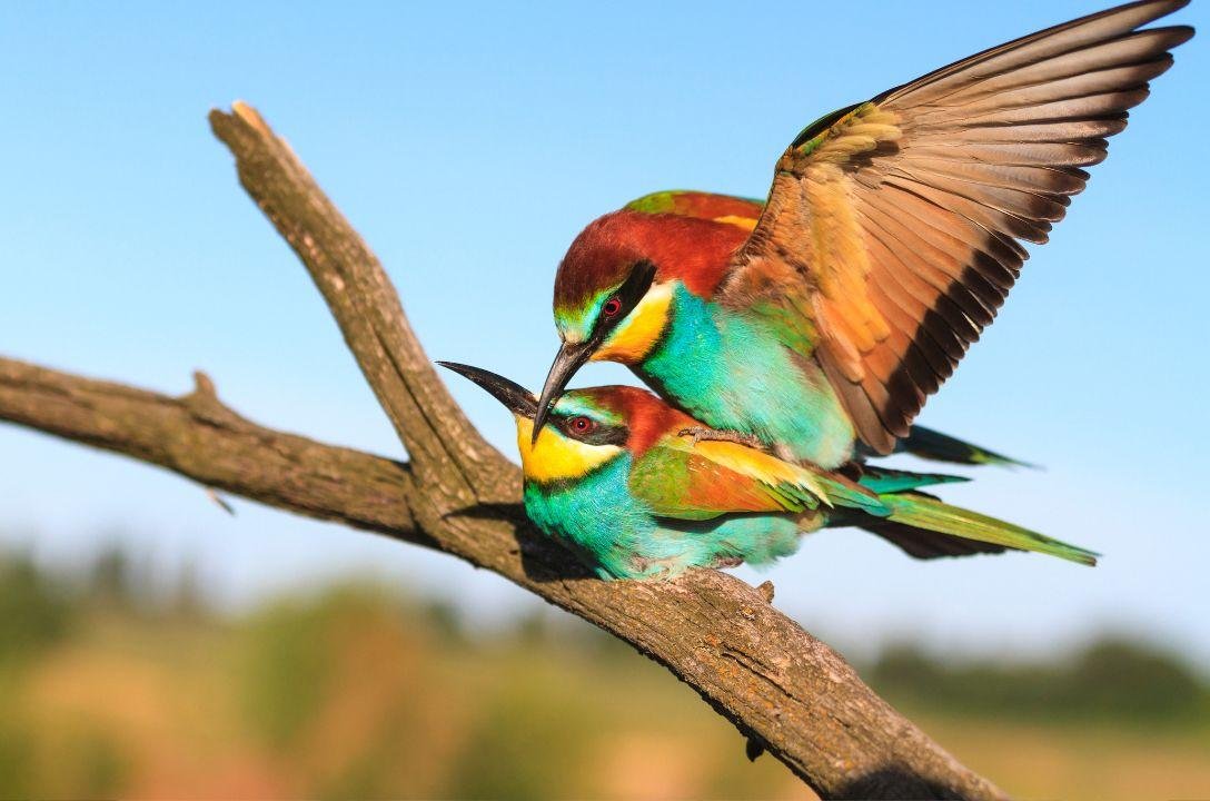 Estes animais tem hábitos de acasalamento bem estranhos