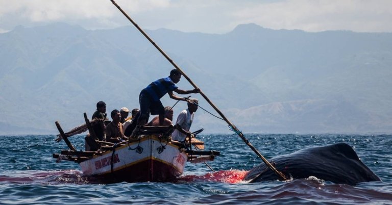 Evidência mais antiga de caça a baleias do mundo pode estar no Brasil