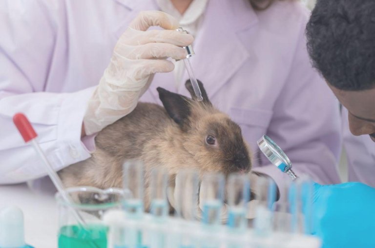 Fim dos testes em animais vai mudar a indústria da beleza