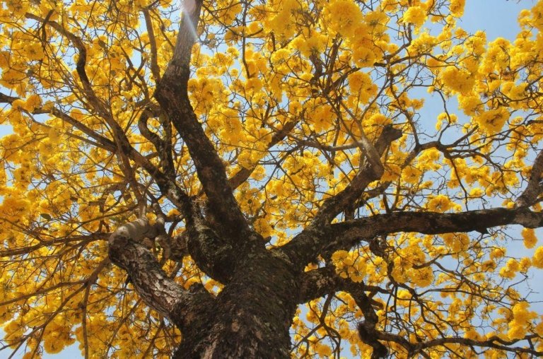 Flor do Ipê é comestível? Descubra seus segredos