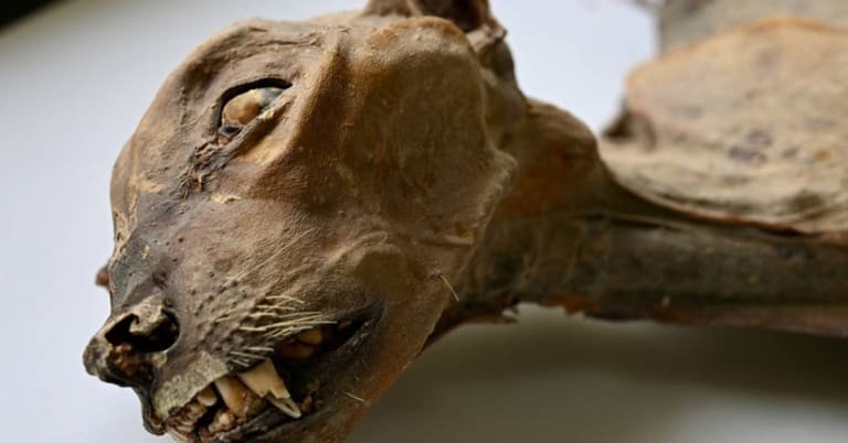 Guepardos mumificados de até 1.800 anos são encontrados em cavernas na Arábia Saudita