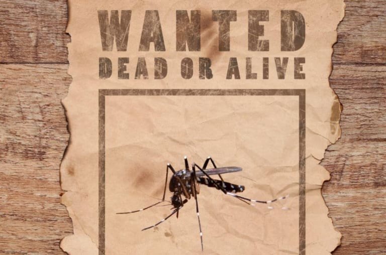 Guerra contra a dengue: cidade paga por captura de mosquitos