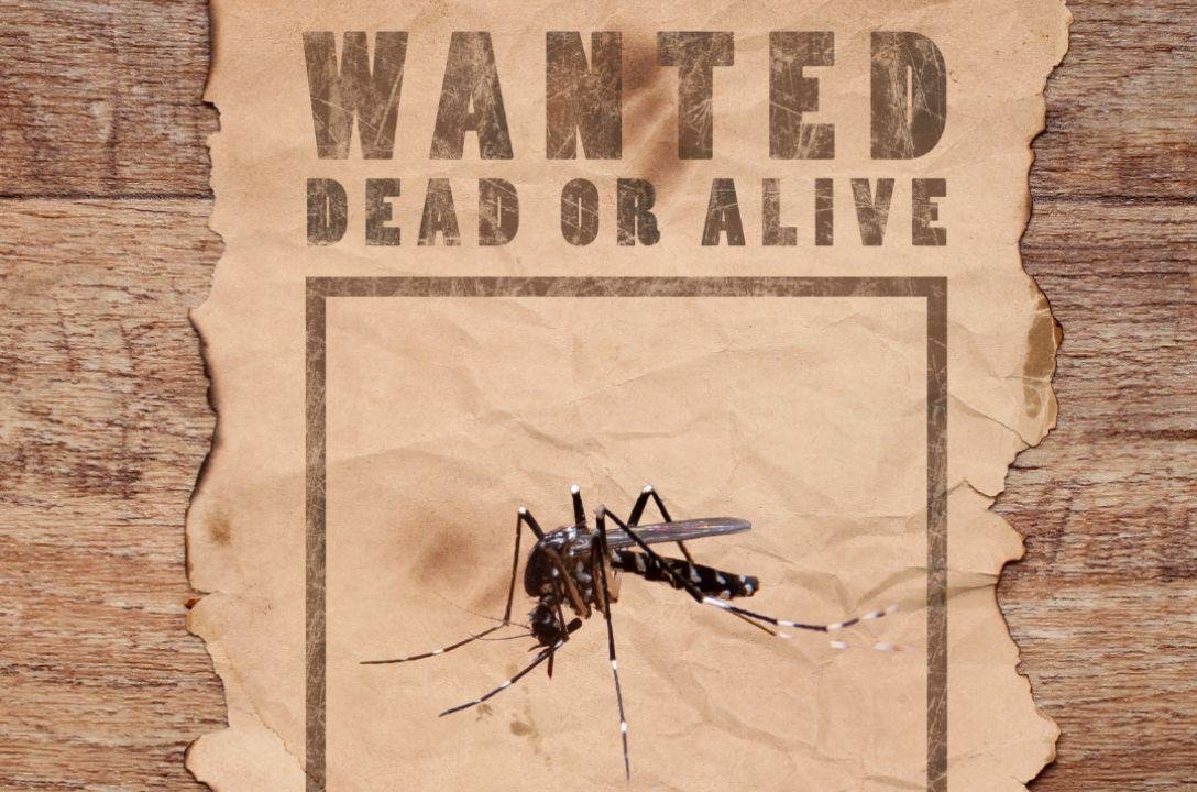 Guerra contra a dengue: cidade paga por captura de mosquitos