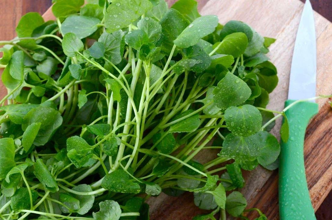 Hortaliça brasileira é eleita o alimento mais saudável do planeta