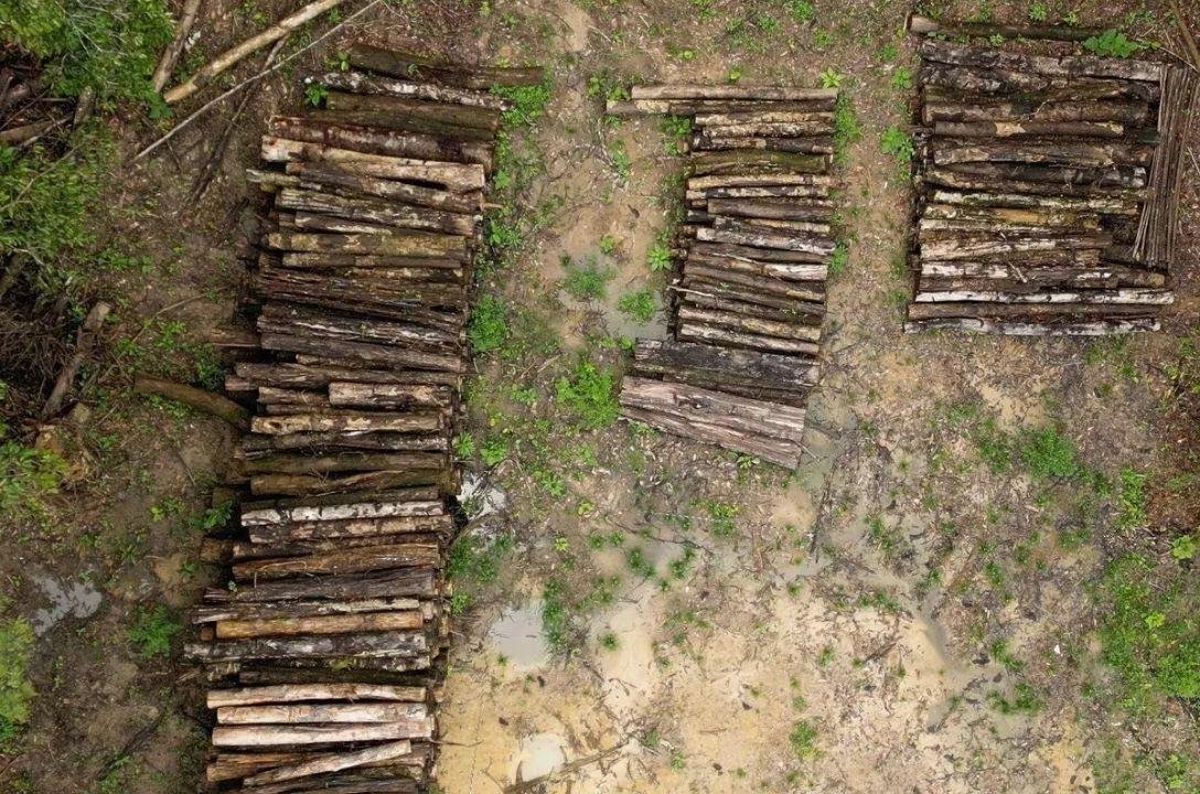 Infraestrutura ou desmatamento? O dilema da COP30 na Amazônia