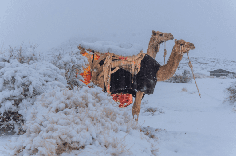 Já imaginou neve no deserto? Saiba mais sobre o fenômeno inédito que surpreendeu o mundo
