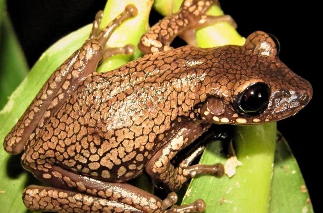 Já ouviu falar da perereca-de-capacete? É uma espécie de anfíbio recém-descoberta no cerrado