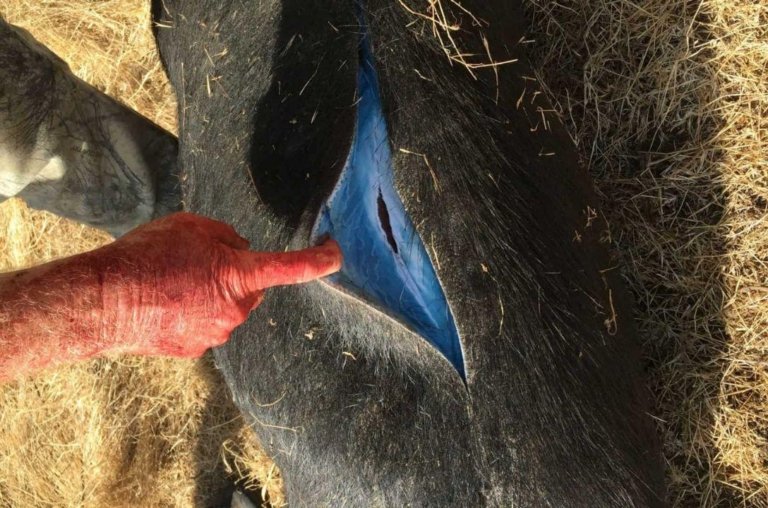 Javaporcos com carne azul neon intrigam cientistas na Califórnia