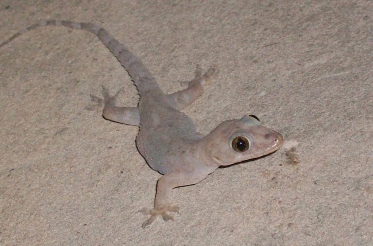 Lagartixas dentro de casa, já imaginou o que isso significa?