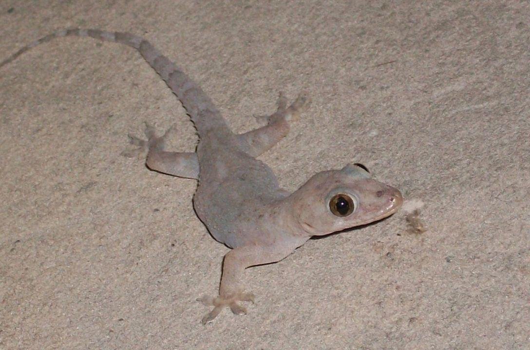 Lagartixas dentro de casa, já imaginou o que isso significa?