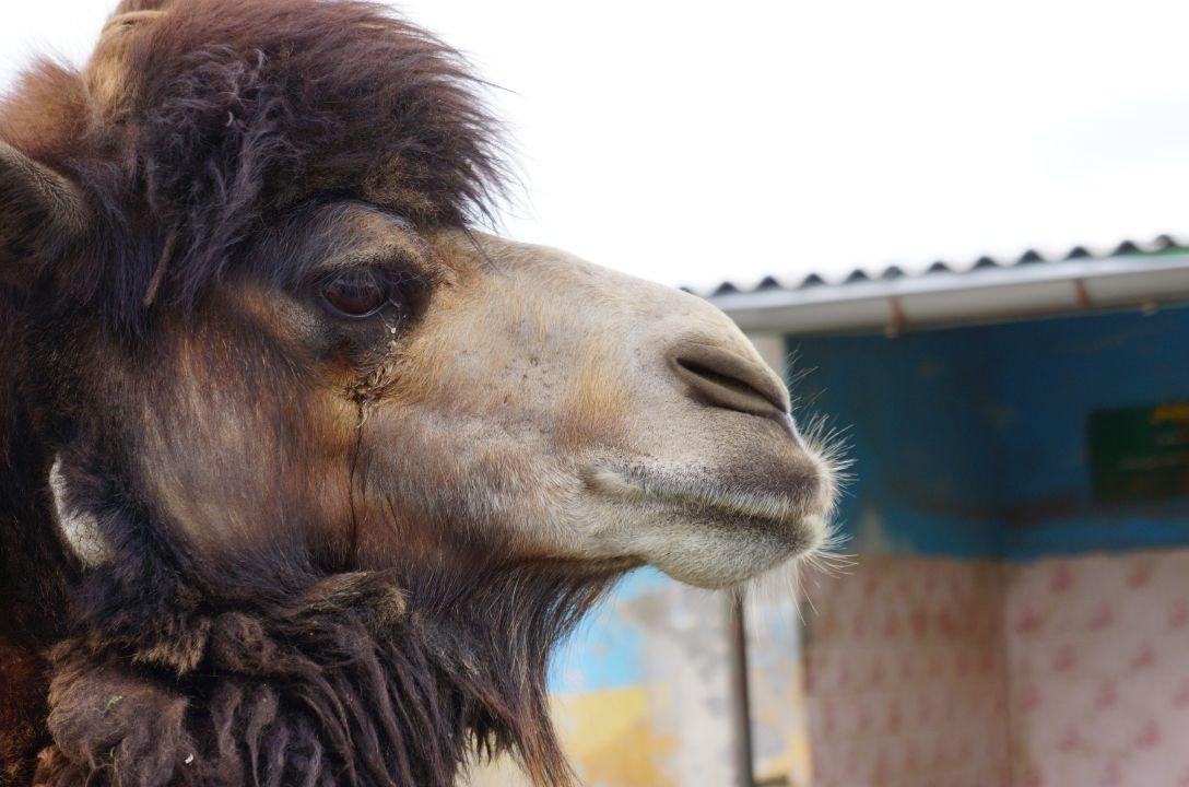 Lágrima de camelo pode anular veneno de 26 cobras perigosas