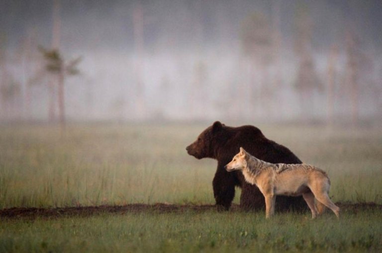 Lobo e urso foram vistos brincando e caçando juntos por 10 dias