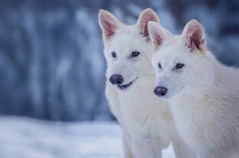 Lobo-Terrível de 'Game of Thrones' ressuscita após 10 mil anos