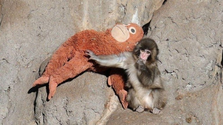 Macaquinho órfão emociona público ao adotar bicho de pelúcia