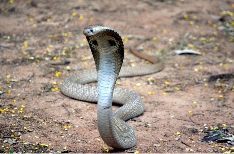 Menino de dois anos morde e mata cobra naja após ser atacado