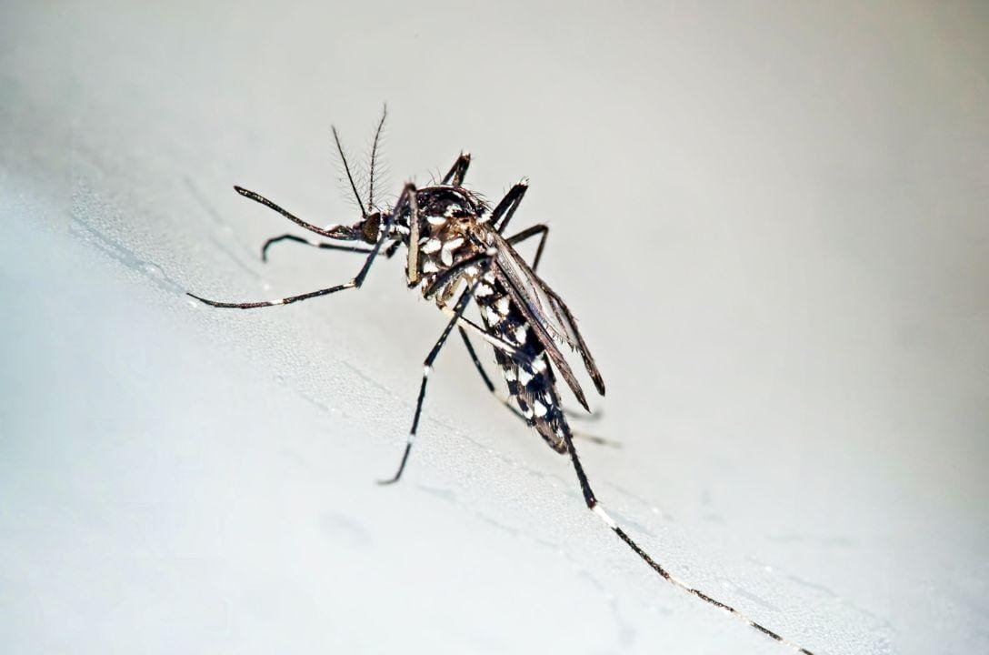 Mosquitos gigantes e peixes para combater Chikungunya na China