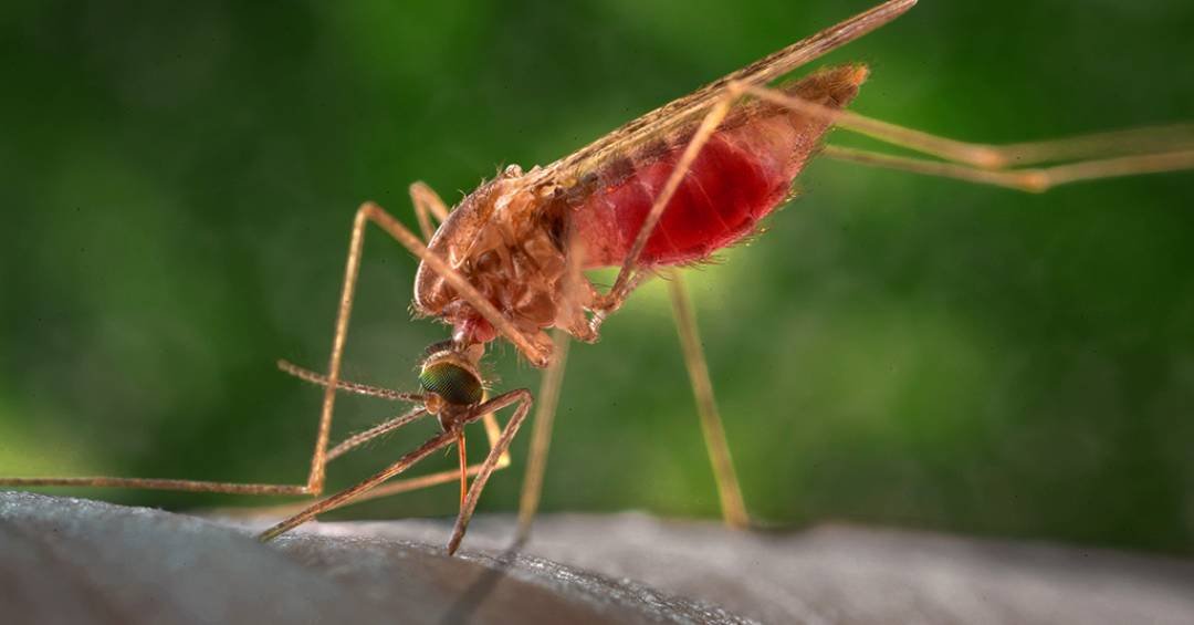 Mosquitos podem estar trocando o sangue animal pelo humano em áreas desmatadas, mostra estudo brasileiro
