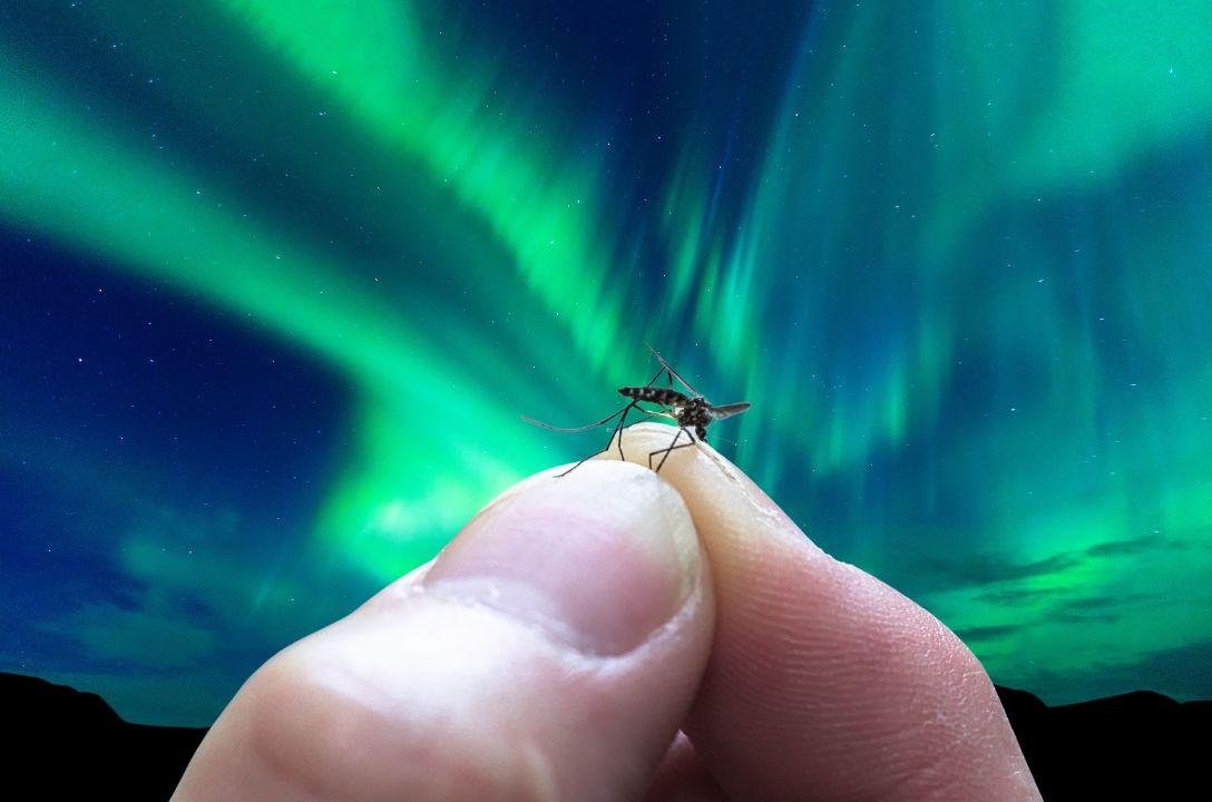 Mosquitos são encontrados pela primeira vez na Islândia