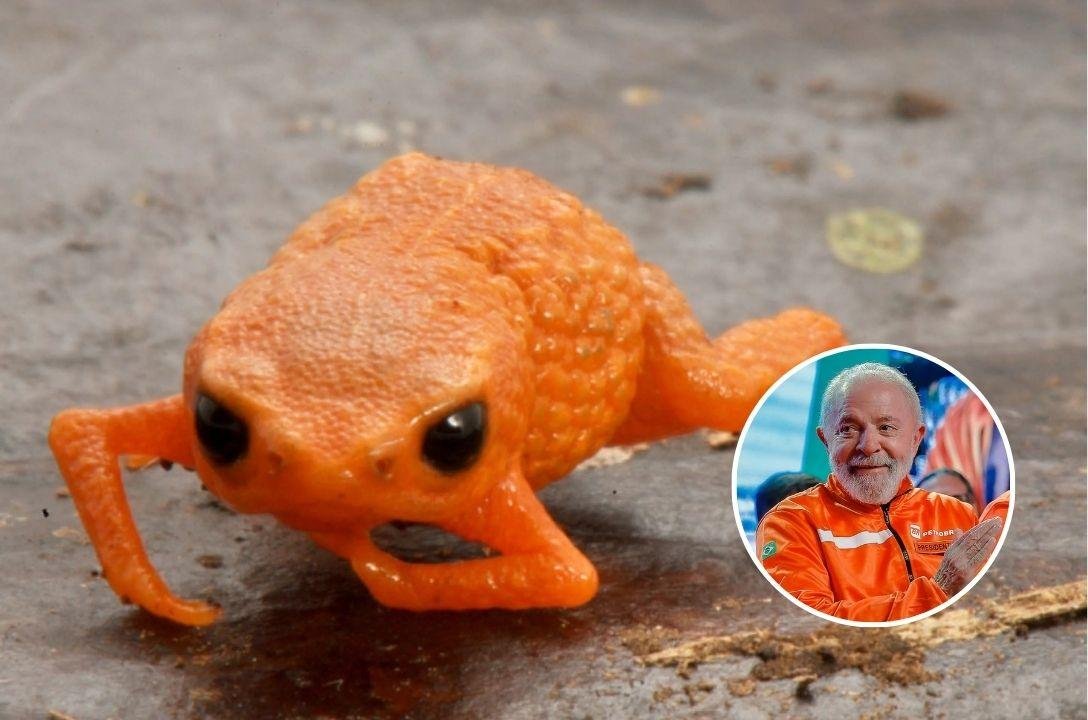 Nova espécie de sapo laranja foi batizada em homenagem a Lula