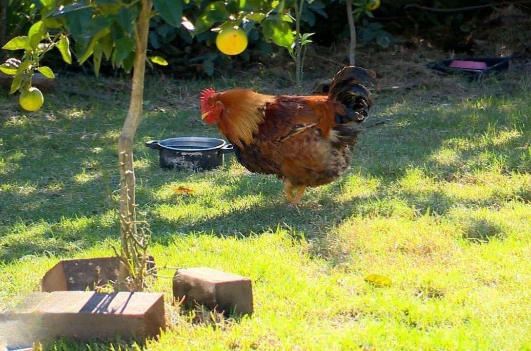 O caso raro da galinha que virou galo no Rio Grande do Sul