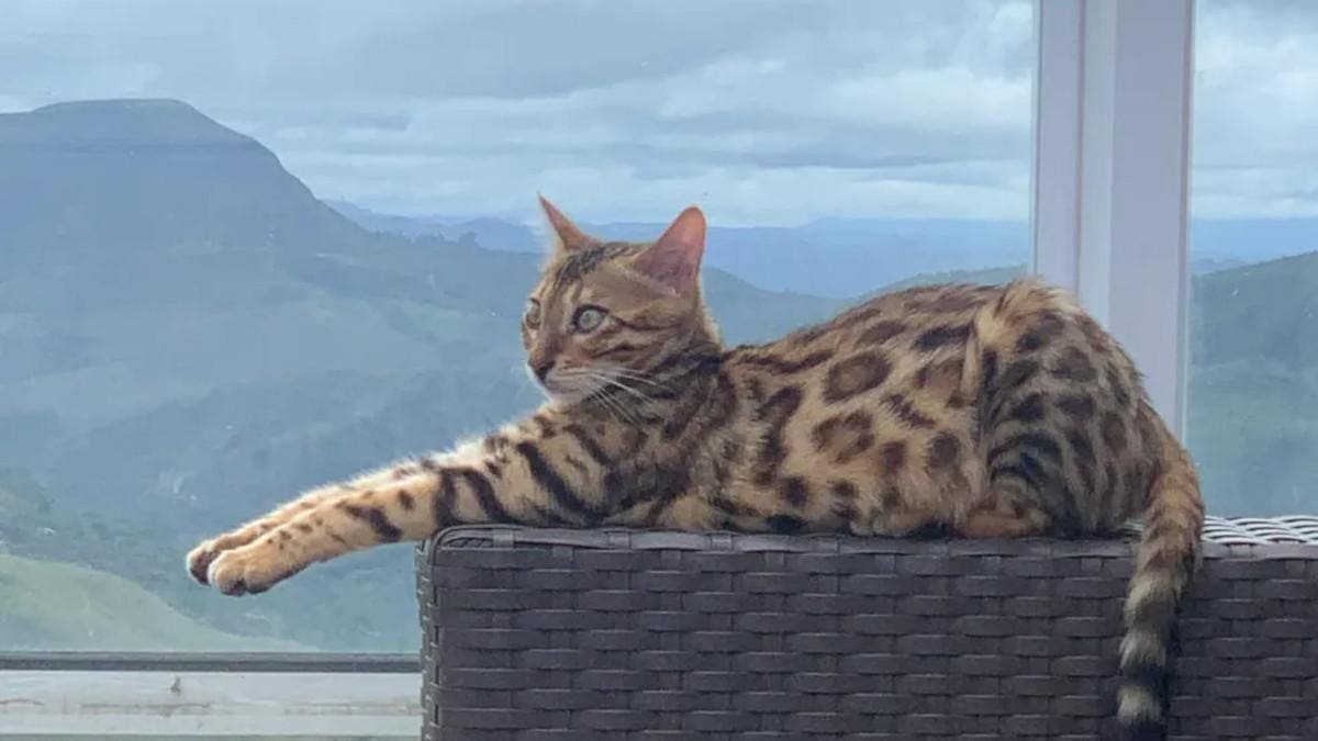 O Drama de Massinha, a Gata de R$ 7 Mil Confundida com uma Jaguatirica