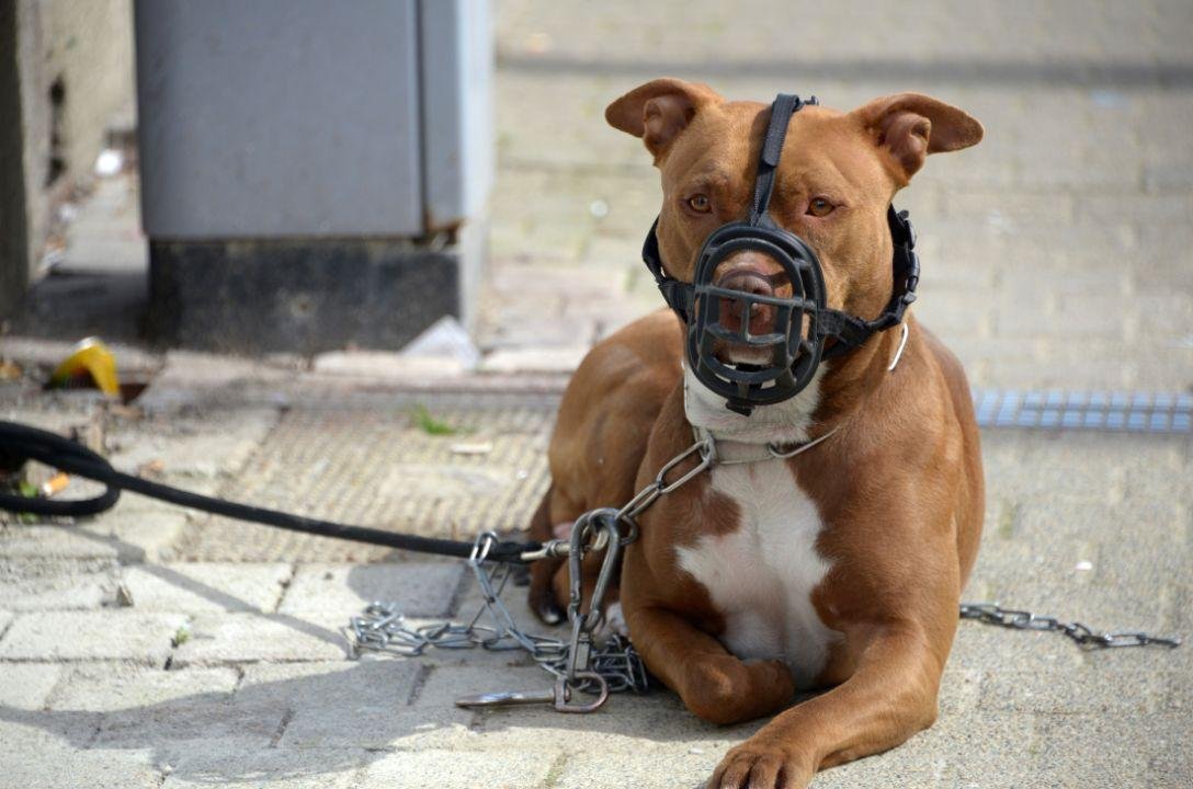 O futuro dos pitbulls está em risco no Brasil? Qual sua opinião?