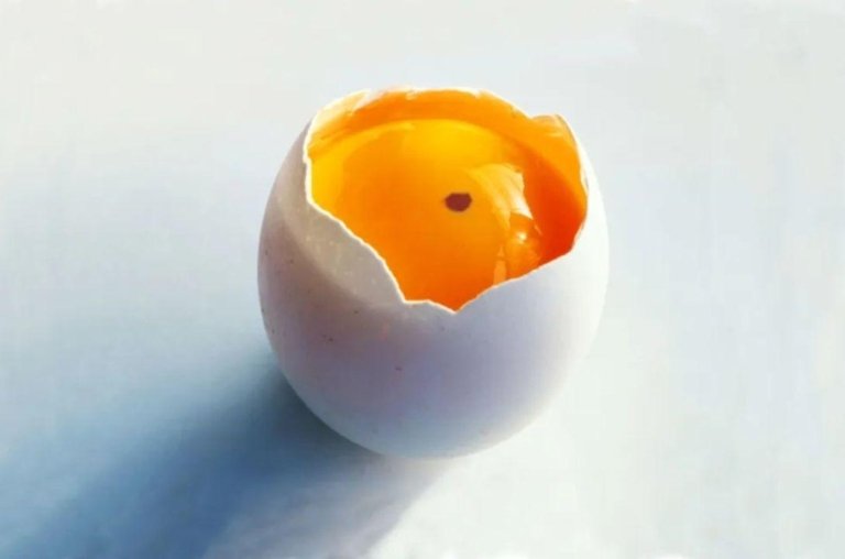 O Mistério da Mancha Vermelha no Ovo!