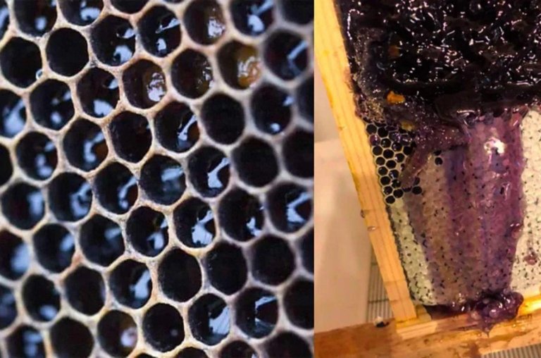 O misterioso mel roxo que intriga cientistas nos EUA