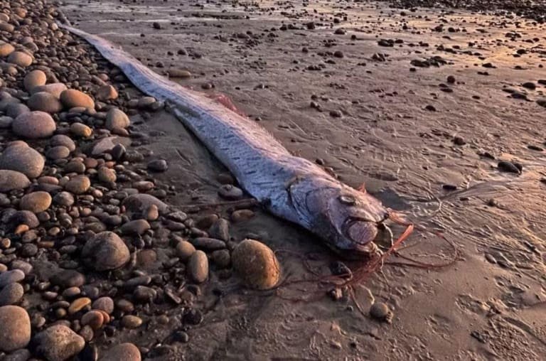 O peixe do juízo final apareceu no Brasil! O que significa?