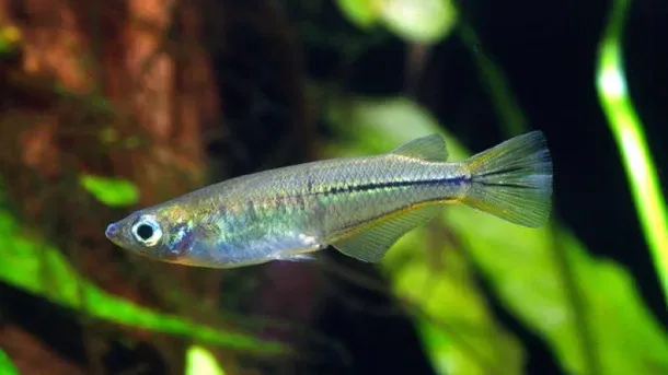 O Peixe que Muda de Cor Quando Está com Raiva
