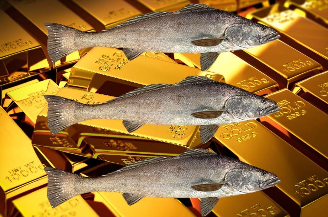O peixe que vale mais que ouro e cuja pesca ameaça a vida marinha