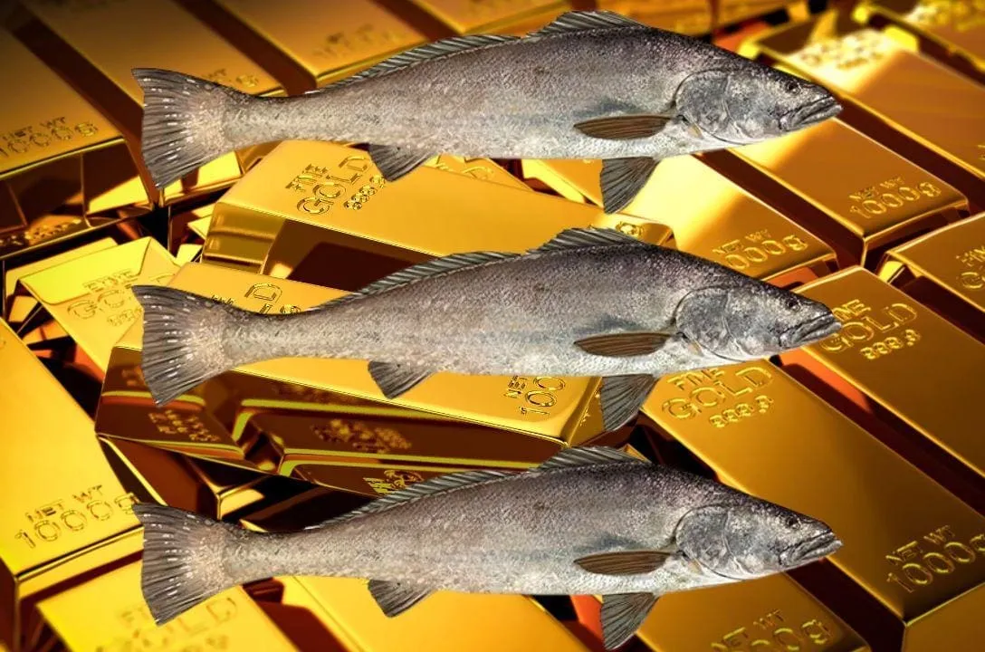 o peixe que vale mais que ouro e cuja pesca ameaca a vida marinha d282a