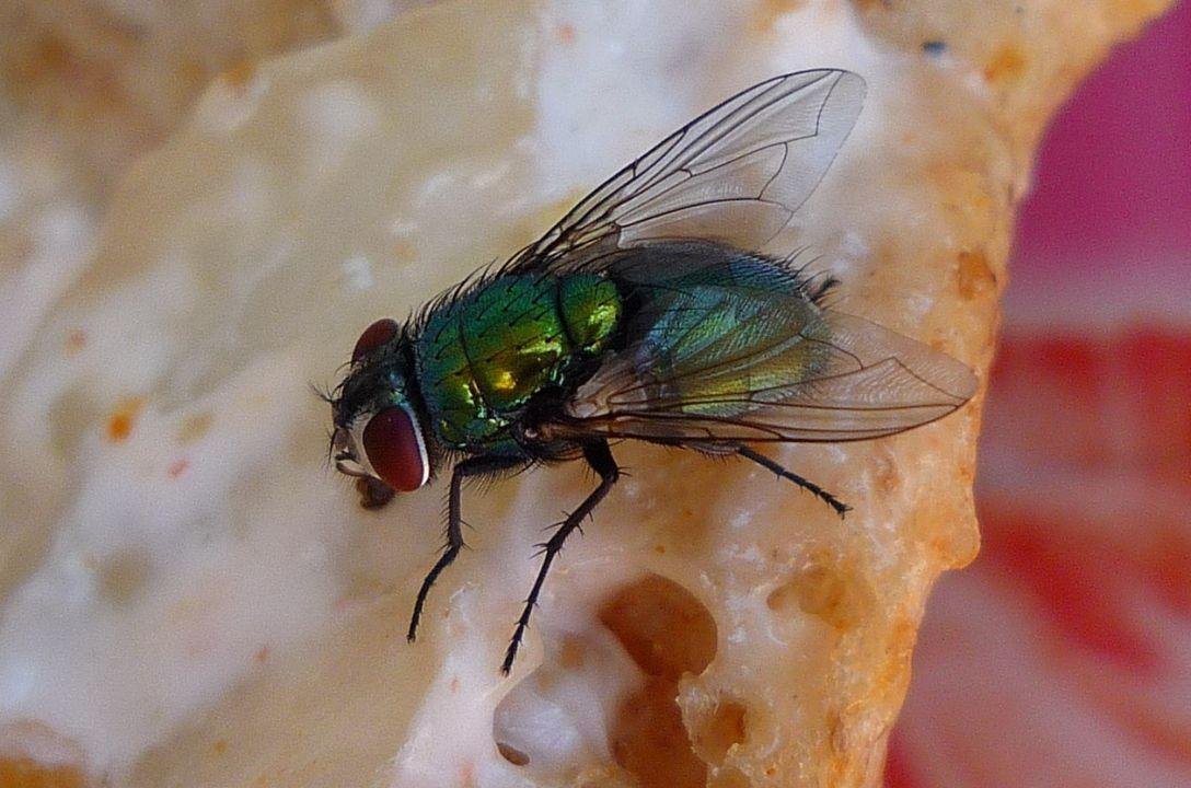 O que acontece quando uma mosca pousa na sua comida