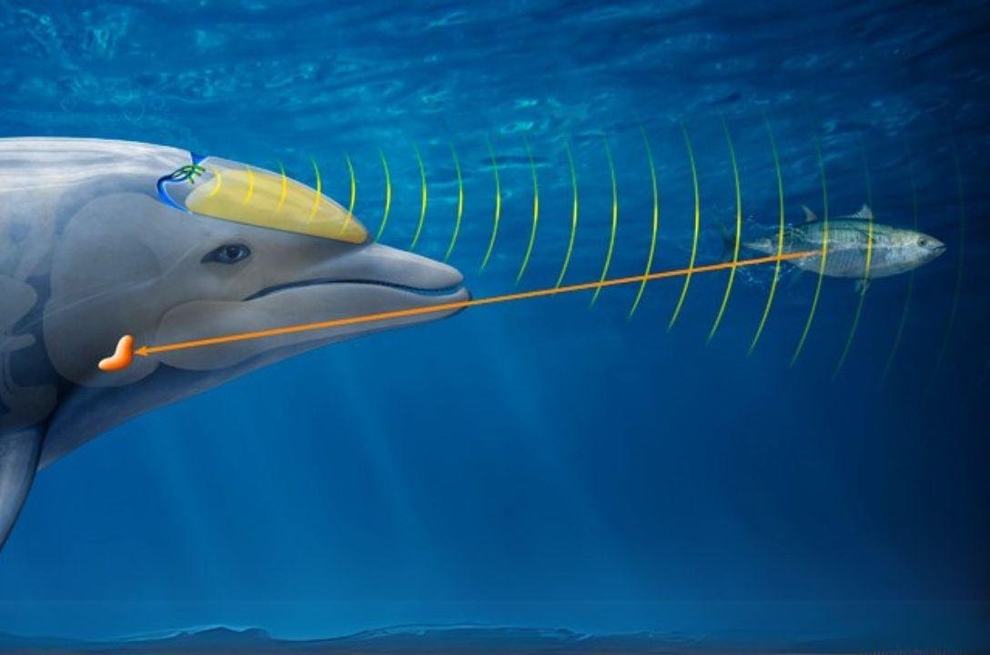 O superpoder de verdade que você pode aprender: Ecolocalização!