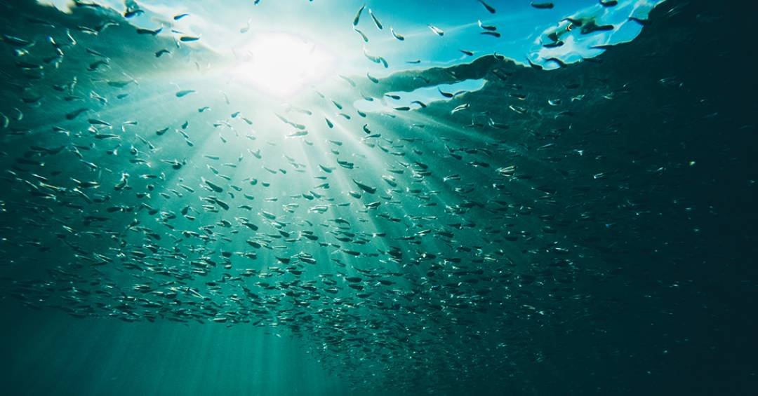 Oceano acumulou mais calor em 2025 do que em qualquer ano desde 1960, mostra estudo