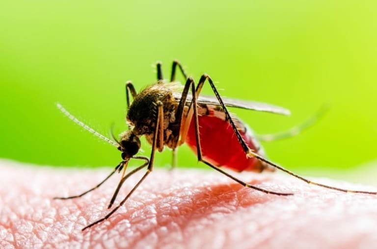 Os mosquitos fazem mais do que picar e irritar. Eles ajudam a salvar o planeta!