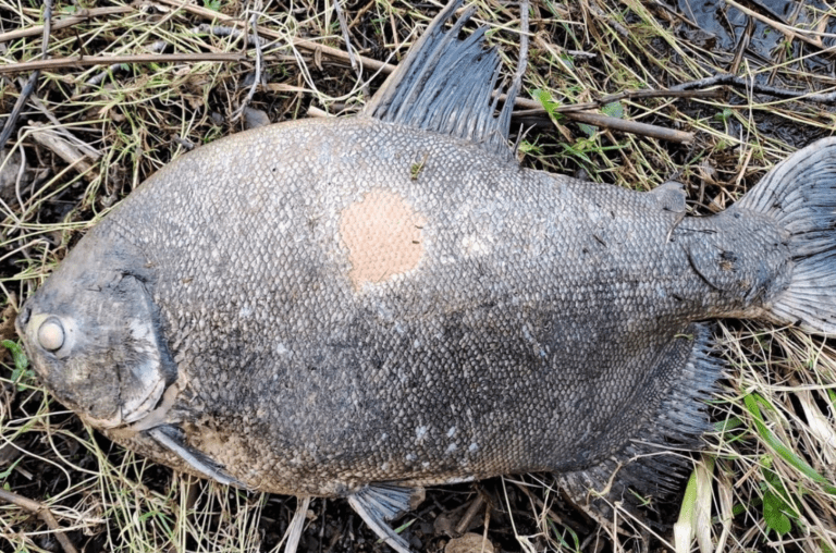 Peixe amazônico aparece em lago da Irlanda e deixa cientistas intrigados