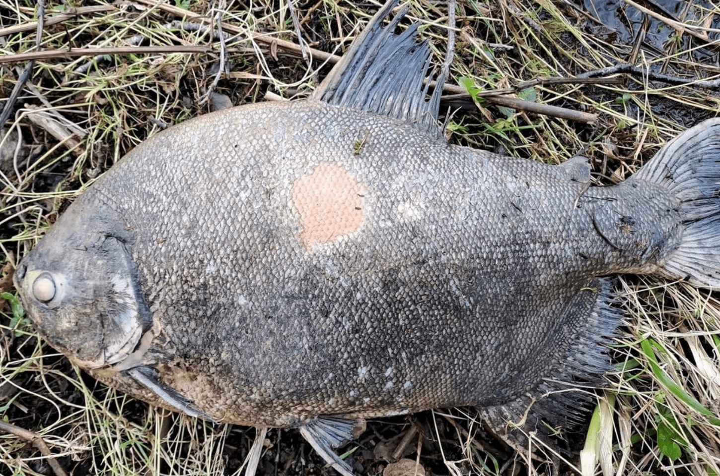 Peixe amazônico aparece em lago da Irlanda e deixa cientistas intrigados