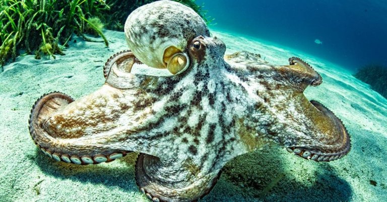 Pele sintética que muda de cor imita a camuflagem dos polvos