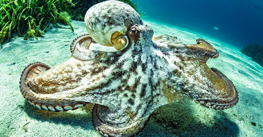 Pele sintética que muda de cor imita a camuflagem dos polvos