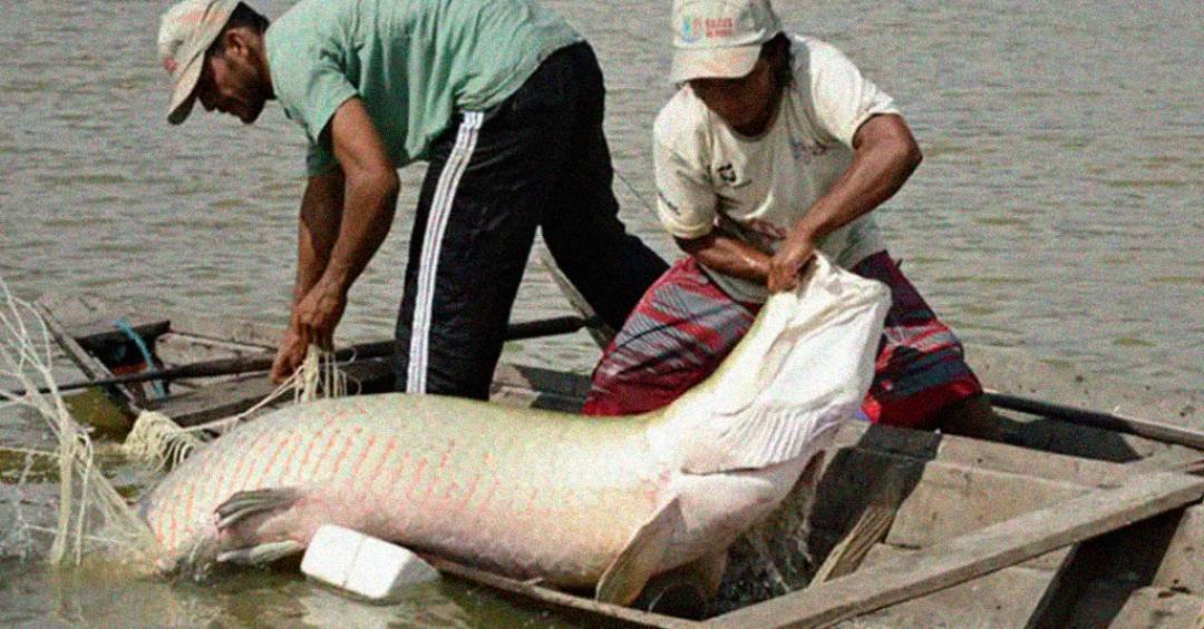 Pesquisa inédita com genoma protege espécies de peixes da Amazônia